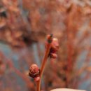 룰루베리오븐 이미지