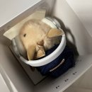오피스티포익산점 | [강남핫플] 정서불안김햄찌 팝업스토어 오늘도 출근햄니다 내돈내산(현장방문 웨이팅)