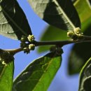 만두나무 이미지