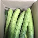 중부농산 | 다이어트로 농산물직거래 산지직송 승덕농산 오이 주문한 후기!