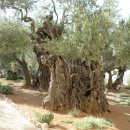 금빛교회 이미지