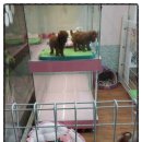 순돌뭐하니 이미지