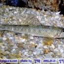 어류도감 이미지