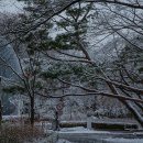 서울대공원 산책길설경 이미지