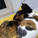 옹기종기 이미지