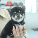 광주강아지분양 고양이분양 도로시펫 이미지