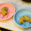 누리댕댕 이미지