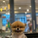 바닐라 애견샵 이미지