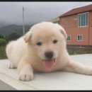 황룡켄넬 이미지