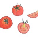 모녀청과 이미지