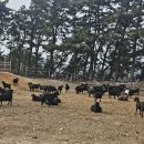 청정염소농장 이미지