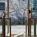 온니애견미용 이미지