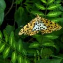 석탑 약수터 이미지