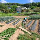 강남중의 강남 내곡동 최고부지 급매 이미지