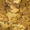 심천치유자연휴양림 이미지