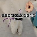 포포즈 반려동물장례식장 양주점 | 150117-250226 안녕, 홍차야 포포즈 반려동물장례식장 양주점