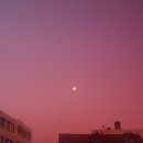 코랄(coral)