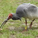 우포따오기 사진전 이미지