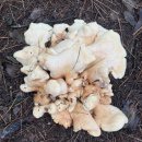 251004 상주 백악산 생태 이미지