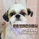 성당로 | 강추하는 남산동강아지미용 훈훈 반려견미용실 피부가 예민한 시츄 전체미용 후기