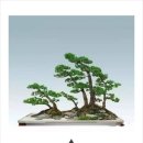 분재전시회 이미지