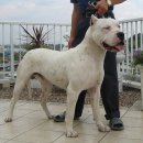 DOGO ARGENTINO 이미지