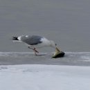 여주-1017 이미지