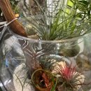 파크 블러썸 이미지