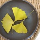 은행나무약국 이미지