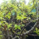 영종농장 이미지