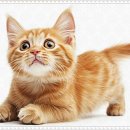 펫퍼스트 24시 강아지분양고양이분양 용인점 이미지