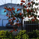 백수농장 이미지