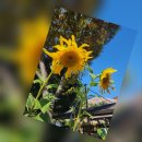 김해수남고등학교 이미지