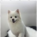 뽀그리독 | 루원시티애견미용 스트레스 없는 애견미용, 뽀그리독 후기