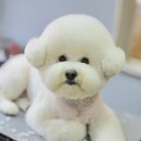 몽말순 | 전포동애견미용~ 몽말순 두부가 너무 좋아하는곳이예요!!!