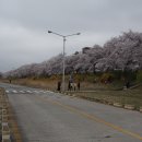 청주 무심천 벚꽃 상당산성 라이딩 이미지
