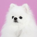 인생사진관 | 분당 강아지 사진관 촬영 후기 | 자연스러운 인생샷을 남기고 싶다면