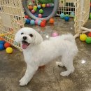 페츠하임 이미지