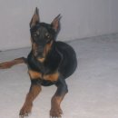 팽고 팽고 이미지