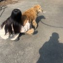 소담동물병원(출장전문) | 함안 대형견 미용과 목욕은 대형견 전문 출장 “편하게 집 앞에서 케어받아요” [멍즈니랜드]