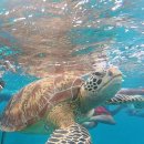 세븐일레븐작전점 | 1월 보홀 여행 2일차 (터틀즈 발리카삭 투어 /아미한리조트 수영/게리스그릴/토피토피)