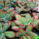 물댄동산 Daum카페