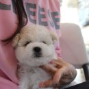 착한애견분양강아지 수원광교본점 이미지