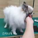 간지나개 이미지