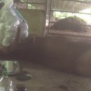 자연사슴농장 이미지