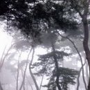 소나무풍경2(삼릉) 이미지