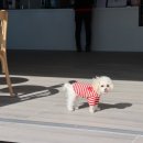 피터펫카페 이미지