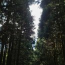 마인드휘트니스 올레시장점 | 제주 여행 4일차 일정 정리｜사려니숲길·순천 미향·올레 전통시장 (모녀 여행 추천)