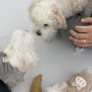 경기도 수원시 장안구 조원로50번길 이미지