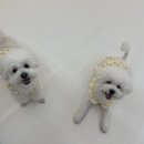 뽀삐애견 이미지